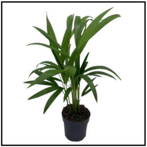 Dypsis Lutescens 50cm