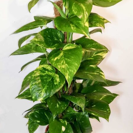 Epipremnum Aureum 50cm