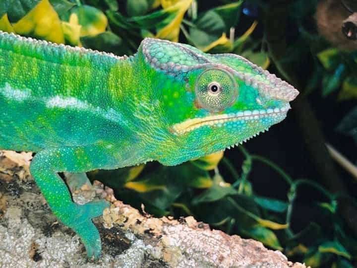 Chameleon Full Equipment Setup