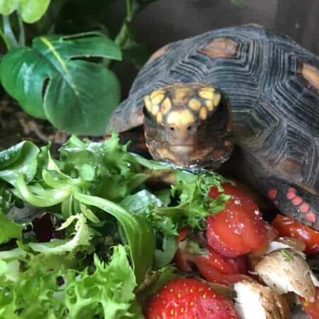 Tortoise Starter Kit - Linear T5 UV