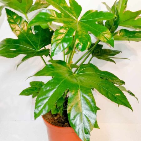Fatsia Japonica 65cm