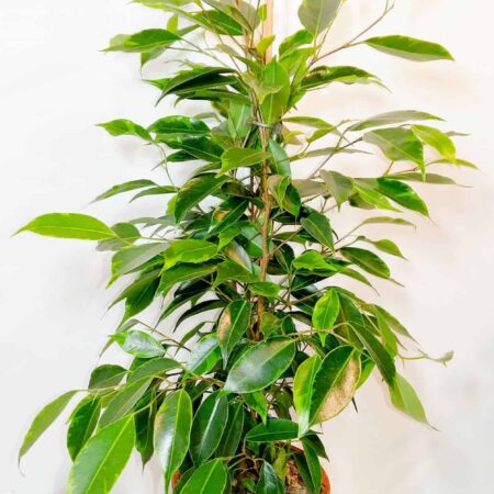 Ficus Benjamina 'Anastasia'