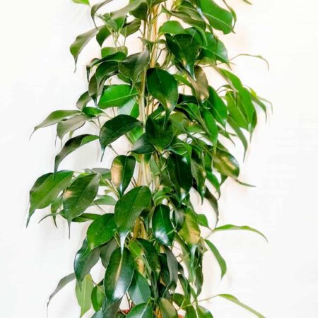 Ficus Benjamina 'Danielle'