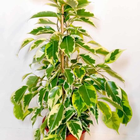 Ficus Benjamina 'Samantha'