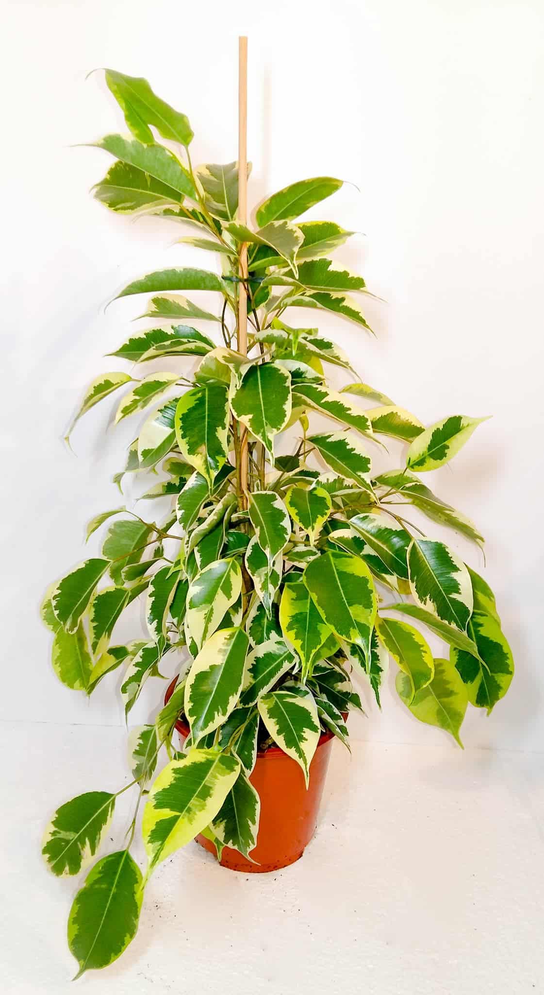 Ficus Benjamina 'Samantha'