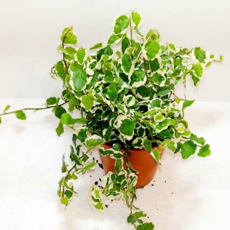 Ficus Pumila 'White Sunny'