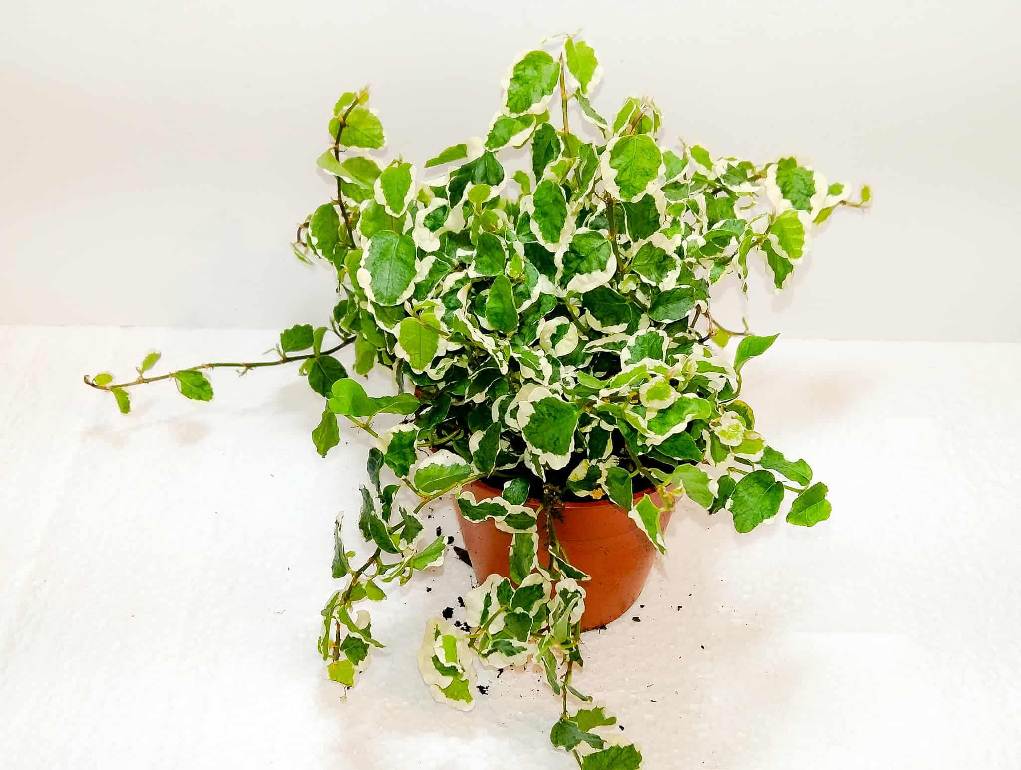 Ficus Pumila 'White Sunny'