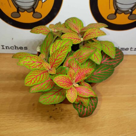 Fittonia 'Green & Red'