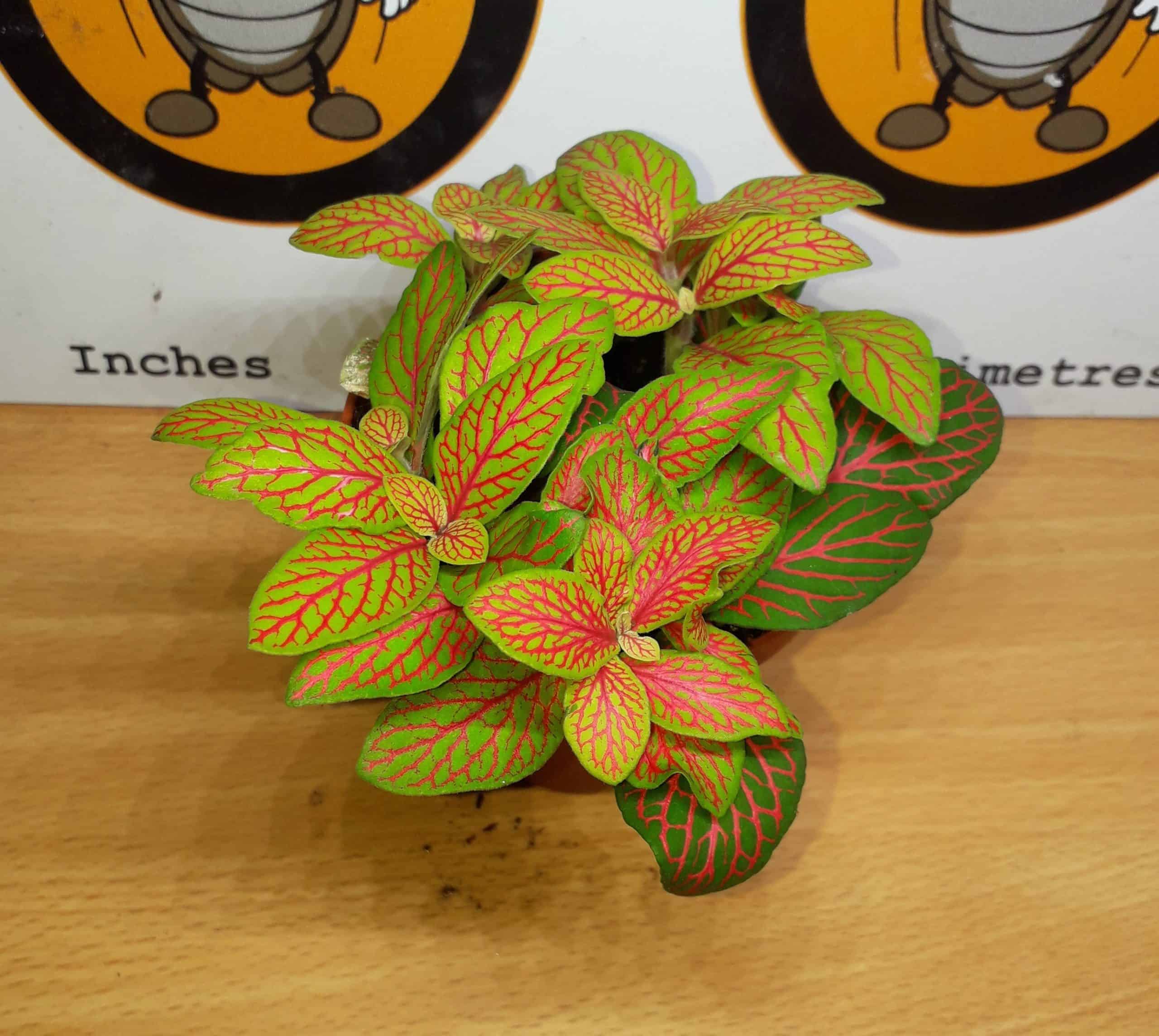 Fittonia 'Green & Red'