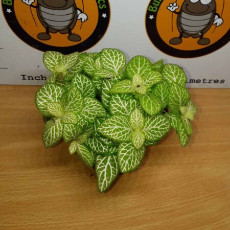 Fittonia 'Lemon Vein'