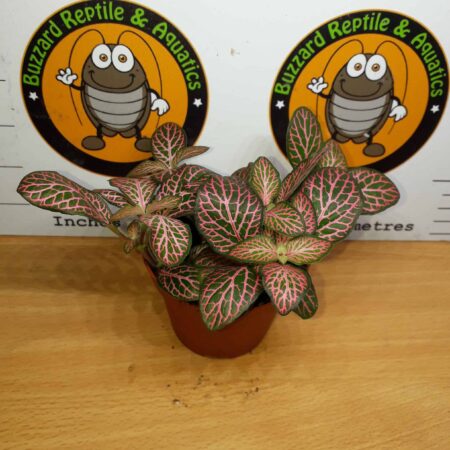 Fittonia 'Pink Vein'