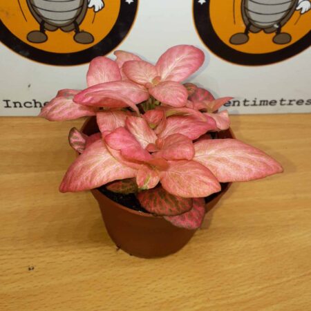 Fittonia 'Pink'