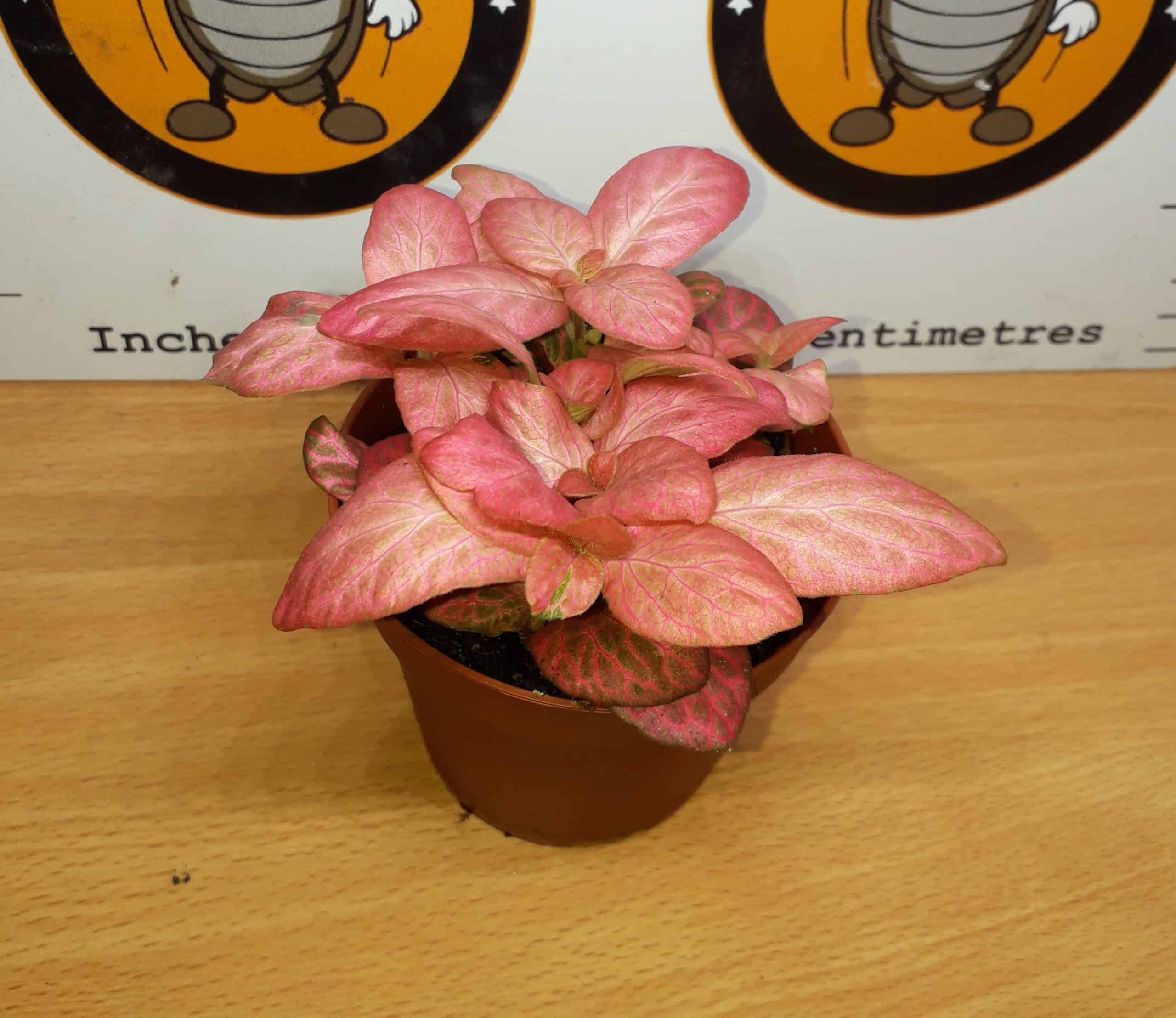 Fittonia 'Pink'