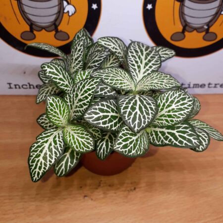 Fittonia 'White Vein'