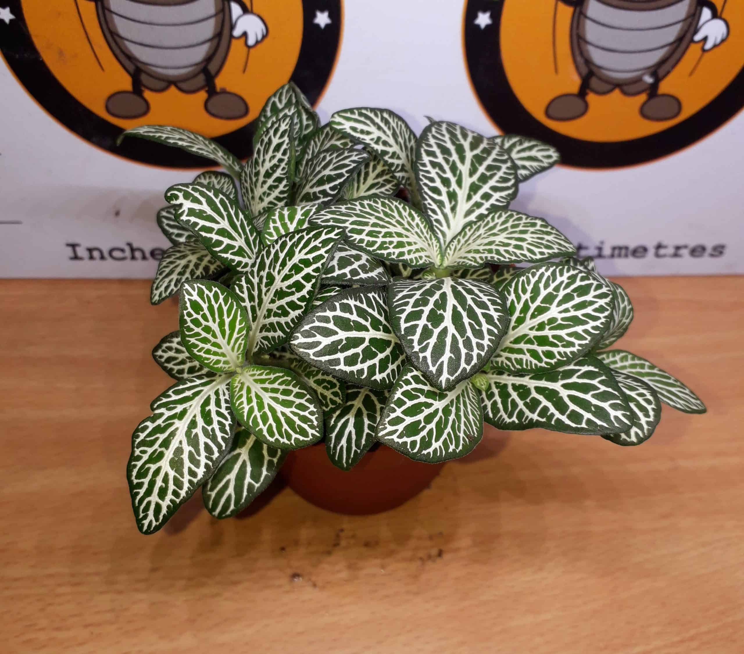 Fittonia 'White Vein'