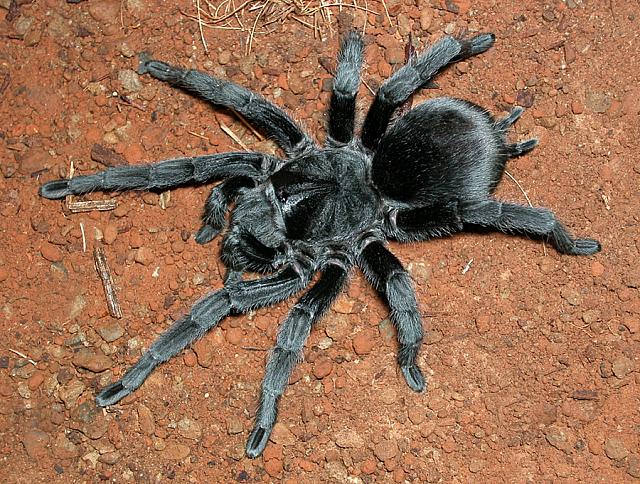 Grammostola pulchra