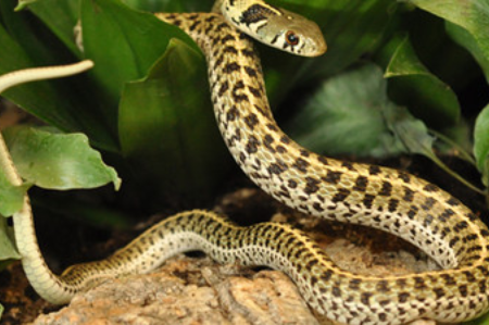 Garter Snake - Thamnophis sirtalis