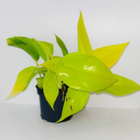 Epipremnum 'Golden Pothos'