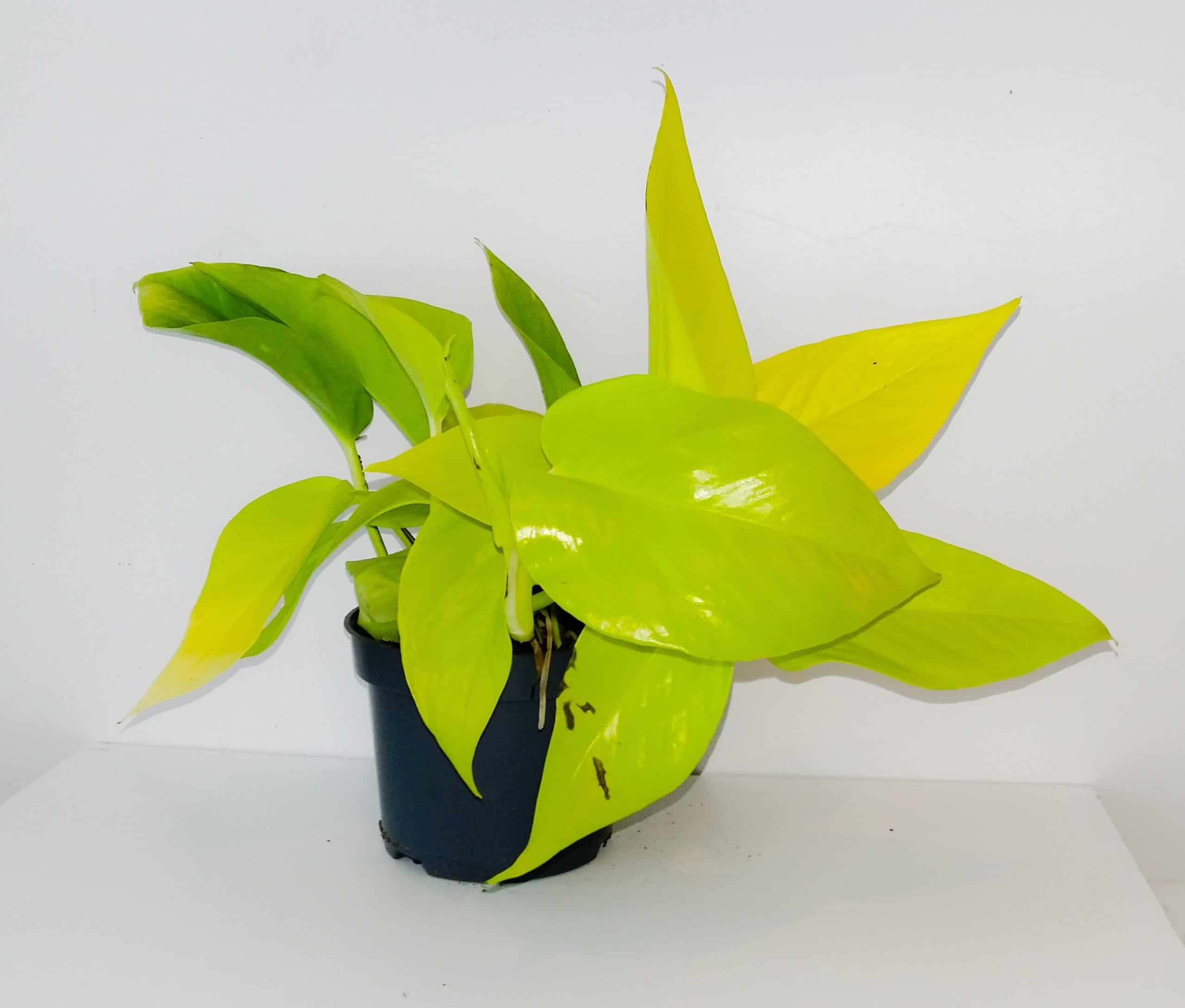 Epipremnum 'Golden Pothos'