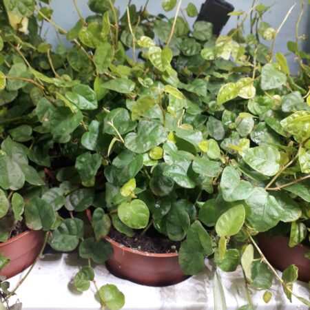 Ficus Pumila 'Green Sunny'