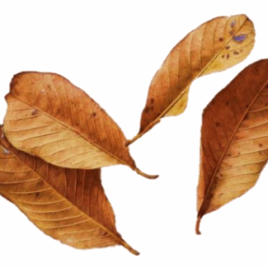 Guava Leaves