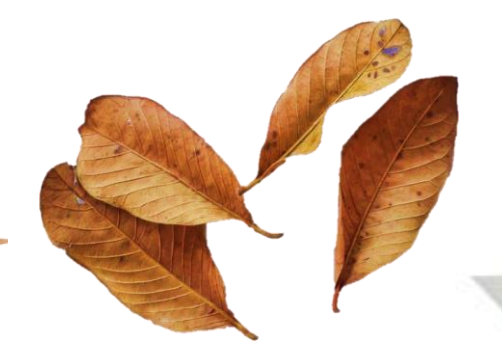 Guava Leaves