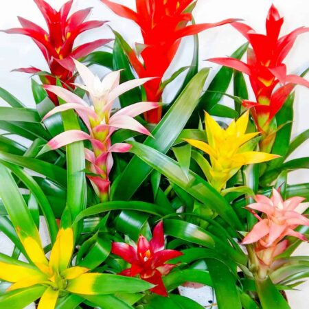 Guzmania