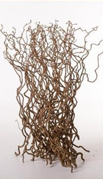 Twisted Hazel Branches - Corylus av contorta