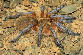 Harpactira Pulcripes