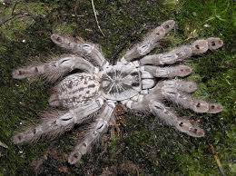 Heteroscodra Maculata