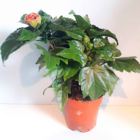 Hibiscus Rosa-Sinensis