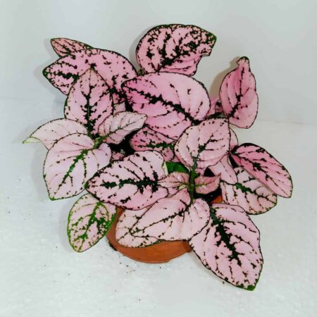 Hypoestes Pink