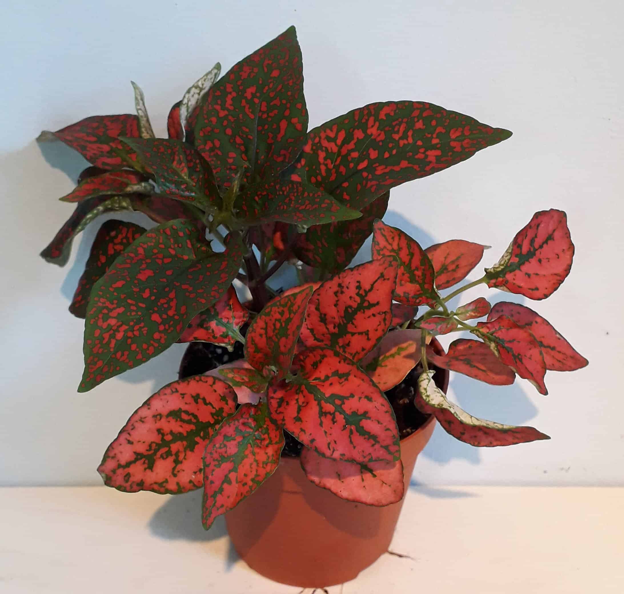 Hypoestes Red