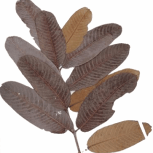 Kumbuk-Terminalia Arjuna Leaves