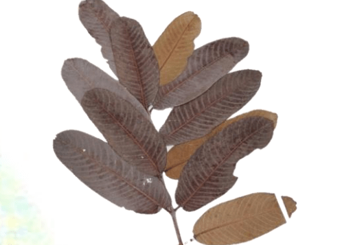 Kumbuk-Terminalia Arjuna Leaves