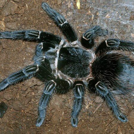 Lasiodora Parahybana