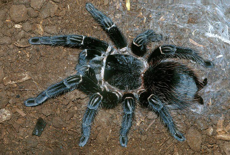 Lasiodora Parahybana