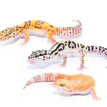 Leopard Gecko - Eublepharis macularius