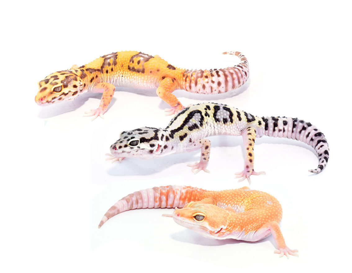 Leopard Gecko - Eublepharis macularius