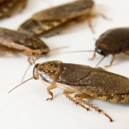 Lobster Roach' Nauphoeta cinerea