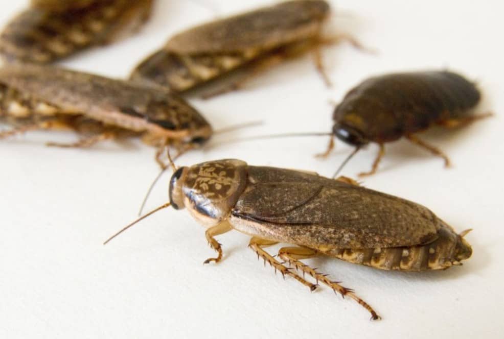 Lobster Roach' Nauphoeta cinerea