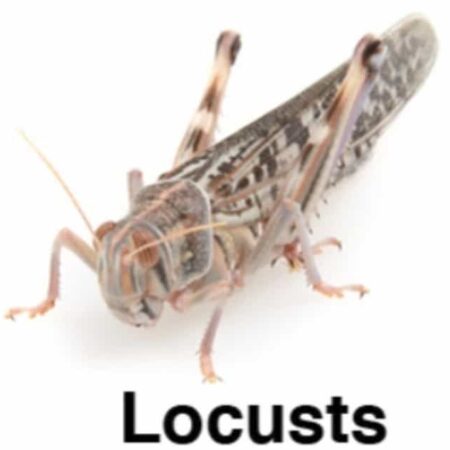 100 x Locusts - Bulk Bag