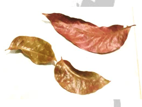 Mahogani Leaves