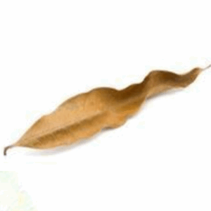 Mango Leaves - Large