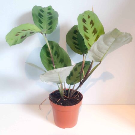 Maranta Leuconeura