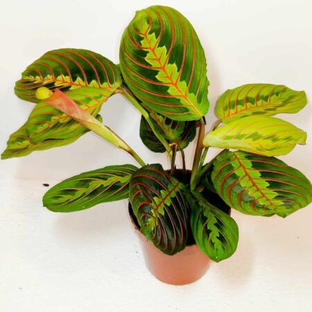 Maranta Fascinator