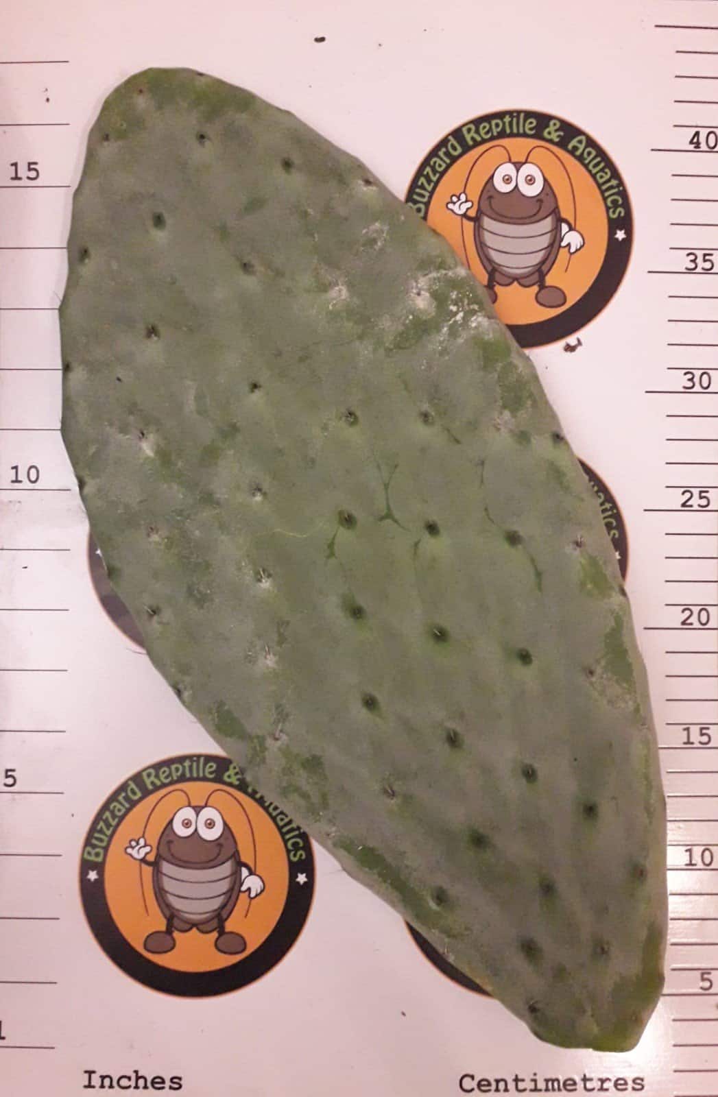 Opuntia Pads (Prickly Pear) - Image 2