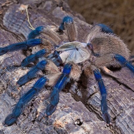 Monocentropus Balfouri