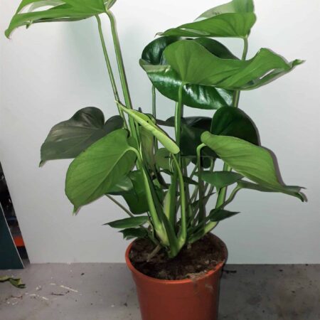Monstera deliciosa 100cm