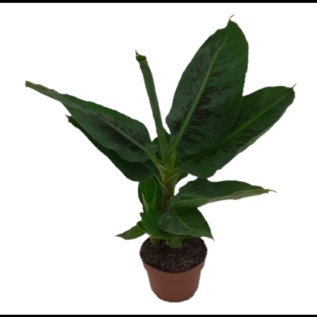 Musa Tropicana - Banana Plant